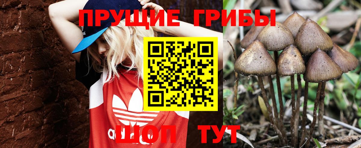 Азов  Псилоцибиновые грибы мицелий  Псилоцибиновые грибы мицелий  купить закладку  Вход с VPN 